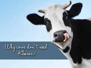 Why cows don't need Kleenex.